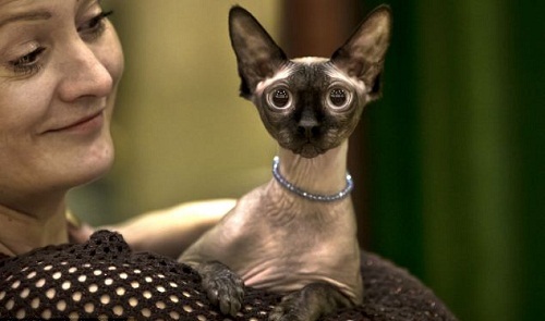 美的是内在：最丑猫现身国际猫咪选美比赛(图)