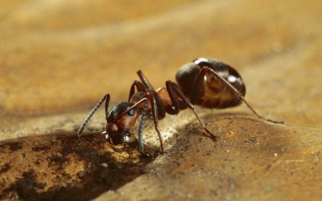 三年苦心研究结硕果：蚂蚁能提前感知地震到来