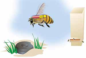 科学家培育出蜜蜂探雷高手 可探掩埋5公里外地雷