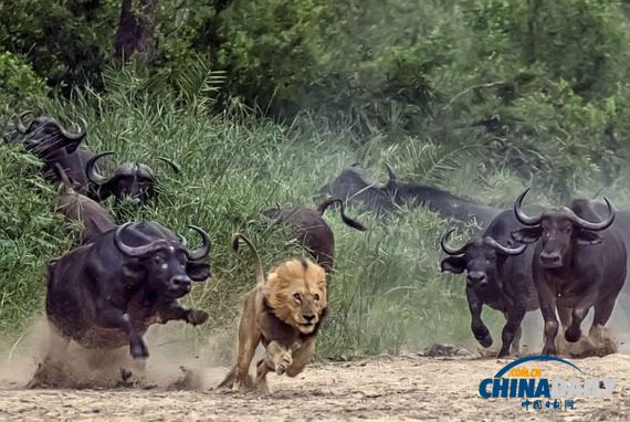 猎手瞬间变猎物 南非狮子进攻水牛不成仓皇逃跑