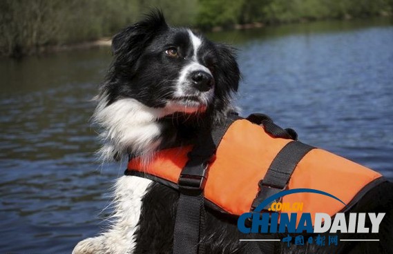 英国水下搜救犬成“天才” 能闻到30米深遇难者尸体