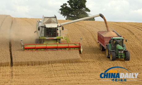 极端天气使小麦减产 英国农民望“粮”哀叹