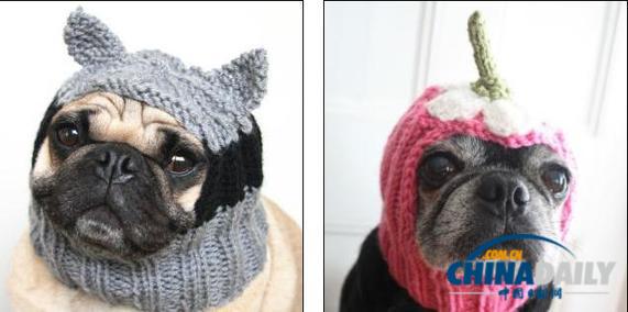 美国女大学生推出狗狗专用服饰 保暖同时讨人怜爱