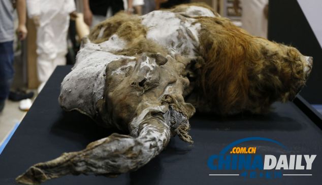 保存惊人完好的猛犸象尸体将在日本展出