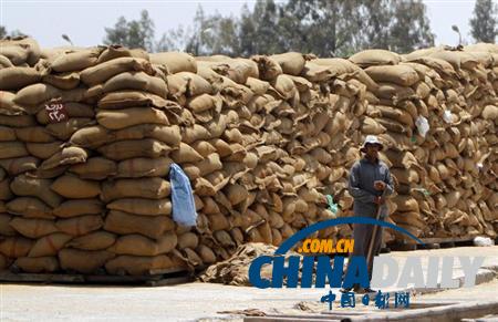 埃及前部长：进口小麦储备仅能维持不足两月