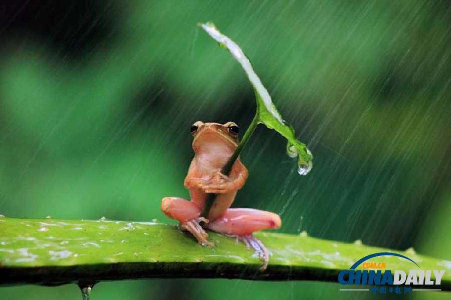 印尼打雨伞青蛙系列系无良摄影师摆拍（组图）