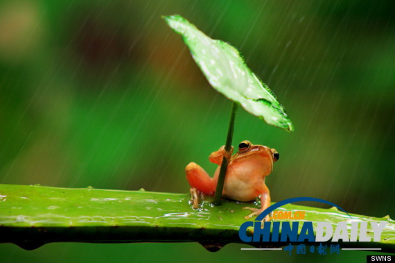 印尼打雨伞青蛙系列系无良摄影师摆拍（组图）