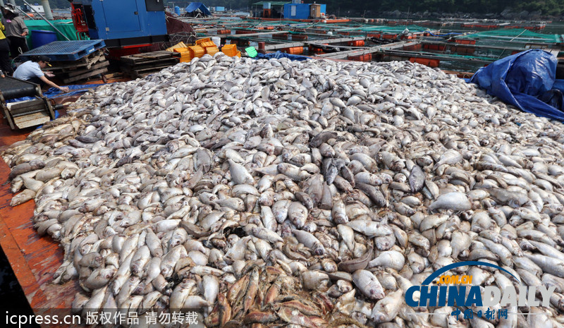 韩国赤潮致死鱼成堆 渔民投黄土应对（高清组图）