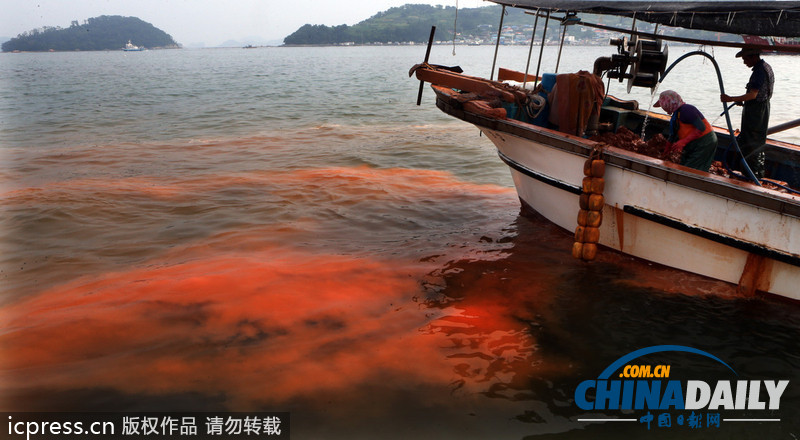 韩国赤潮致死鱼成堆 渔民投黄土应对（高清组图）