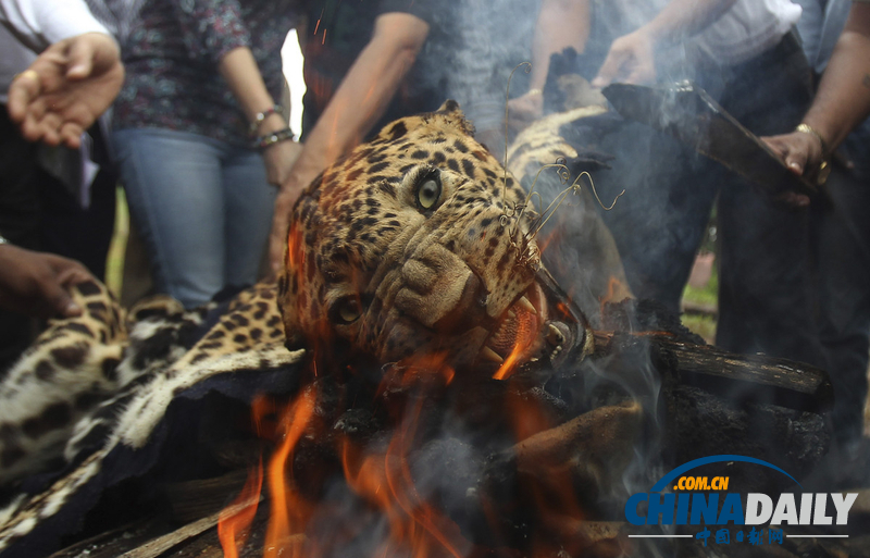 印度焚烧走私豹皮 呼吁保护野生物种（高清组图）