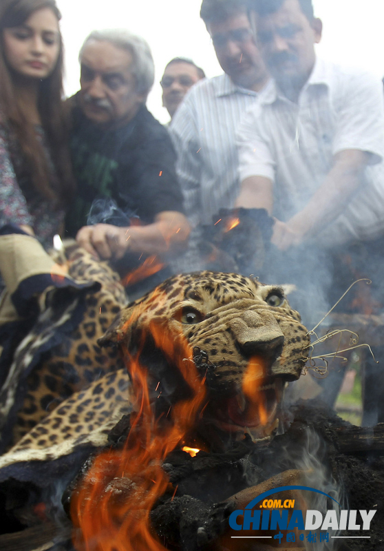 印度焚烧走私豹皮 呼吁保护野生物种（高清组图）
