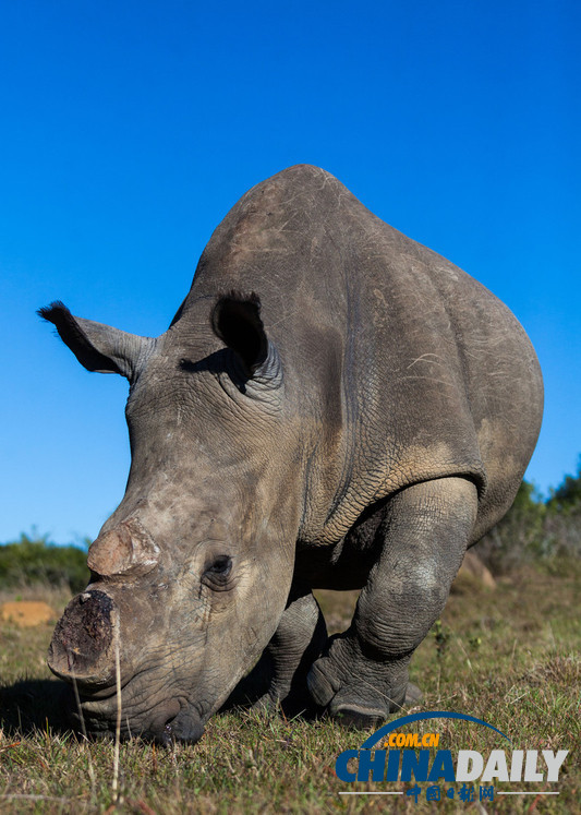 南非犀牛被截角 身中致命麻醉剂大难不死（组图）
