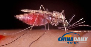 新型疫苗预防疟疾 实验结果令人鼓舞