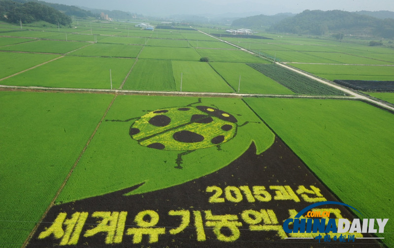 韩国水稻田绘出与日争议岛屿独岛捍卫主权（组图）