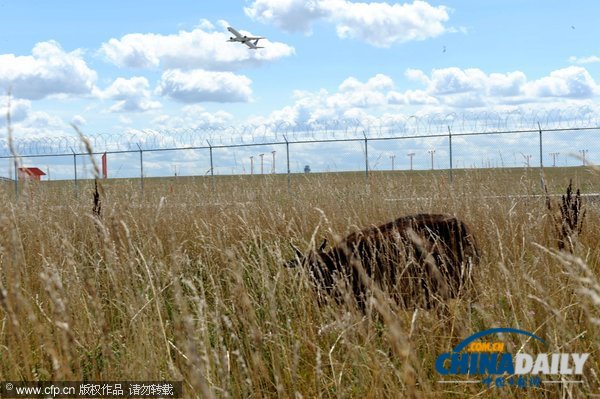 芝加哥机场引进数十只山羊等动物应对百亩过密灌丛植