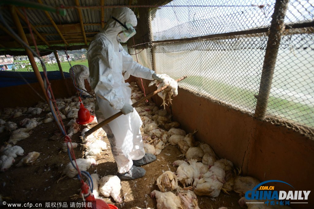 为防禽流感蔓延 尼泊尔捕杀禽类50万只（高清组图）