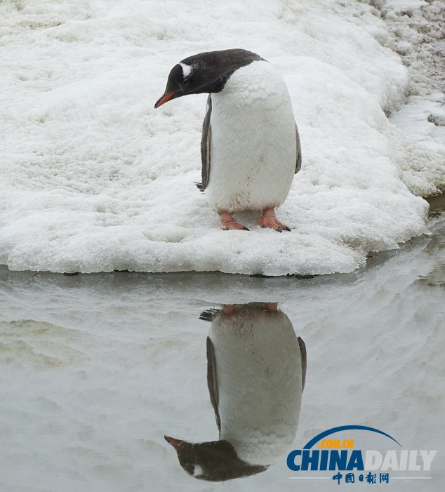 南极企鹅“照镜子”10分钟 陶醉于倒影很自恋（组图）
