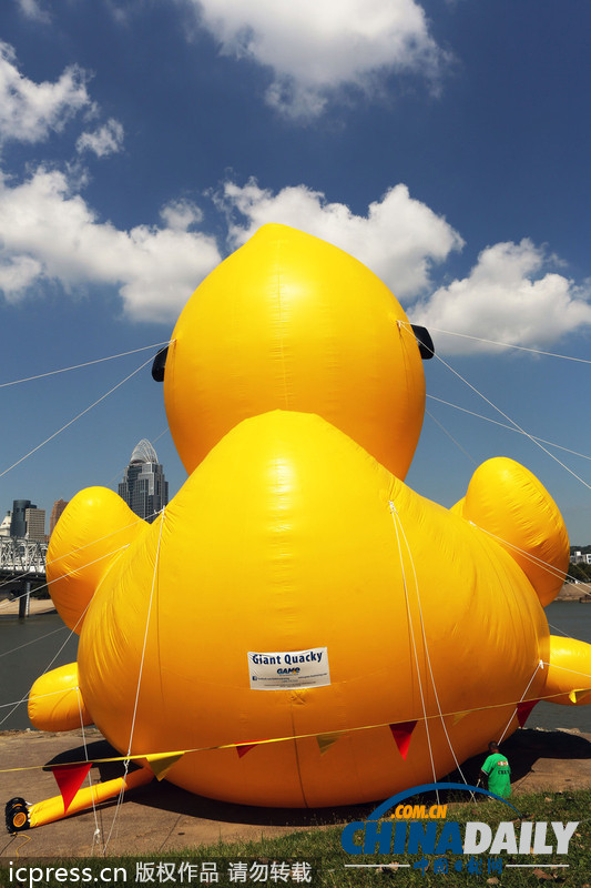 世界最大充气“黄鸭”亮相美国 高近20米（图）