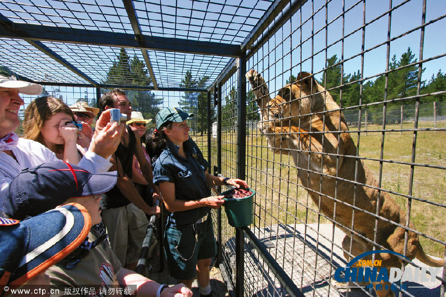 新西兰动物园创意大逆转 游客进笼“示众”狮群好奇围观