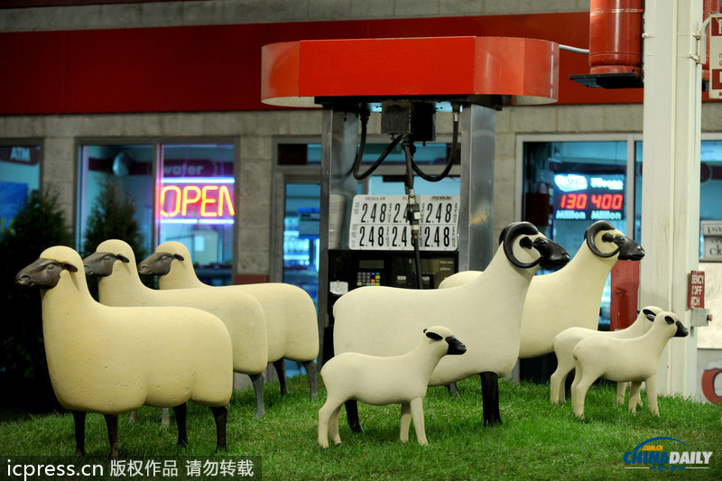 图：“绵羊”进驻加油站 纽约民众乐享田园绿意