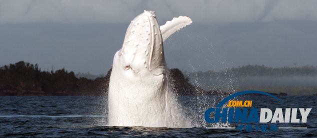 罕见白色座头鲸现身澳大利亚海滨（组图）