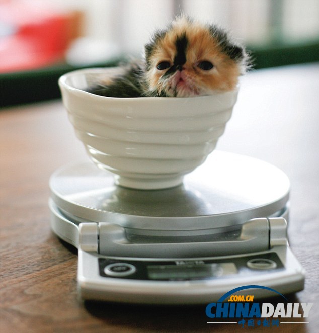 “世界第一萌猫”蹿红网络 卧在杯中小巧可爱