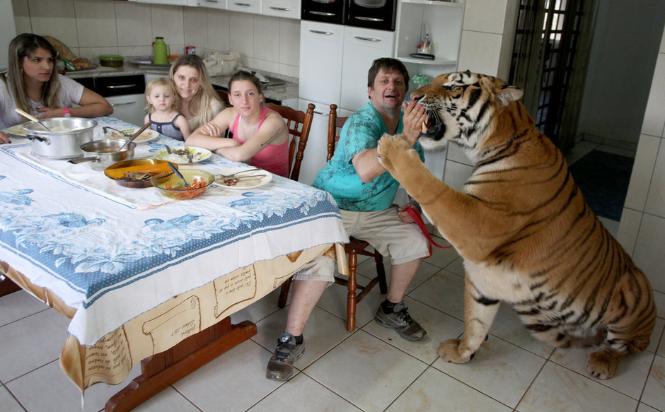 巴西“土豪”家养七只老虎当宠物