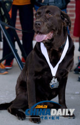 美拉布拉多犬“离家出走” 跑半程马拉松击败千人获奖