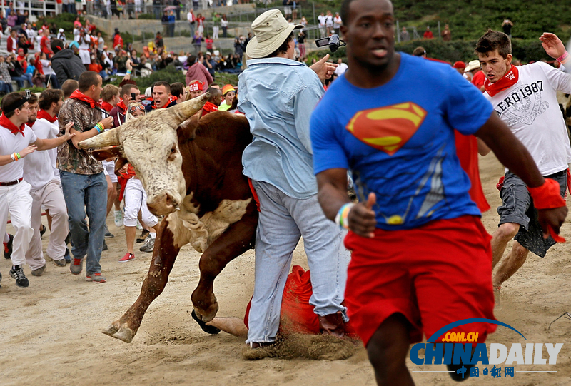 美国人牛奔跑大赛 事故不断险象环生