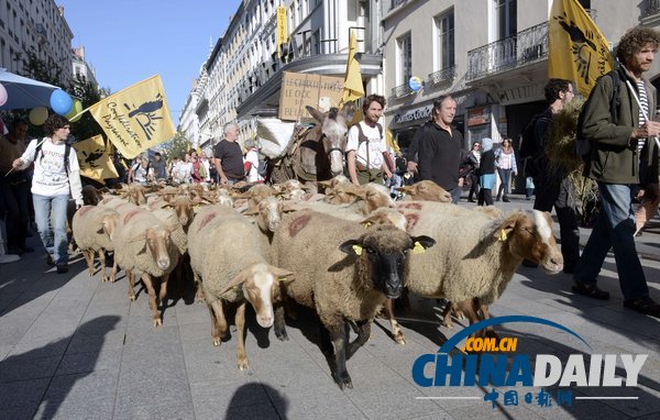 法国羊群上街“游行” 抗议植入芯片