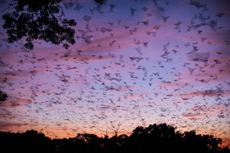 赞比亚800万只蝙蝠迁徙 遮天蔽日景象壮观