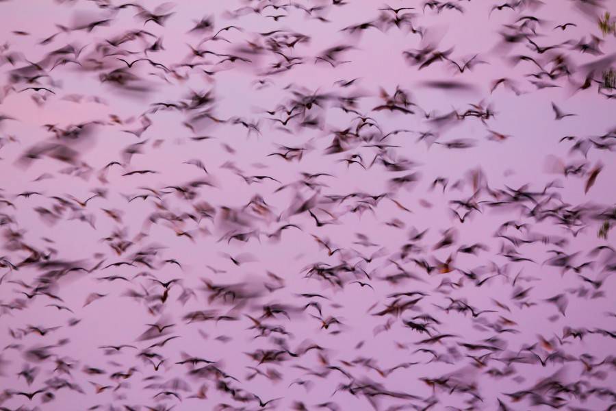 赞比亚800万只蝙蝠迁徙 遮天蔽日景象壮观