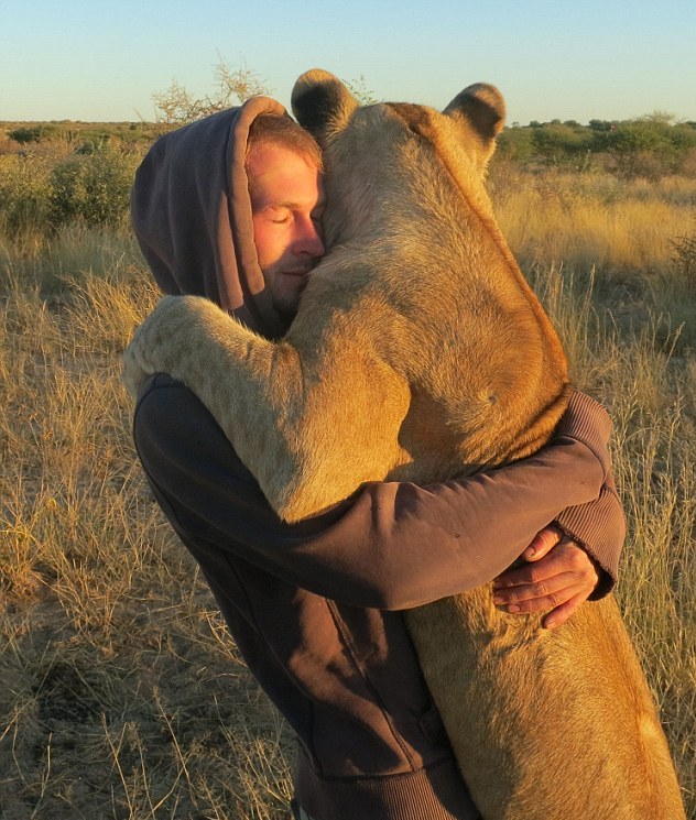 非洲南部草原罕见场景：雌狮与人类伙伴亲密拥抱