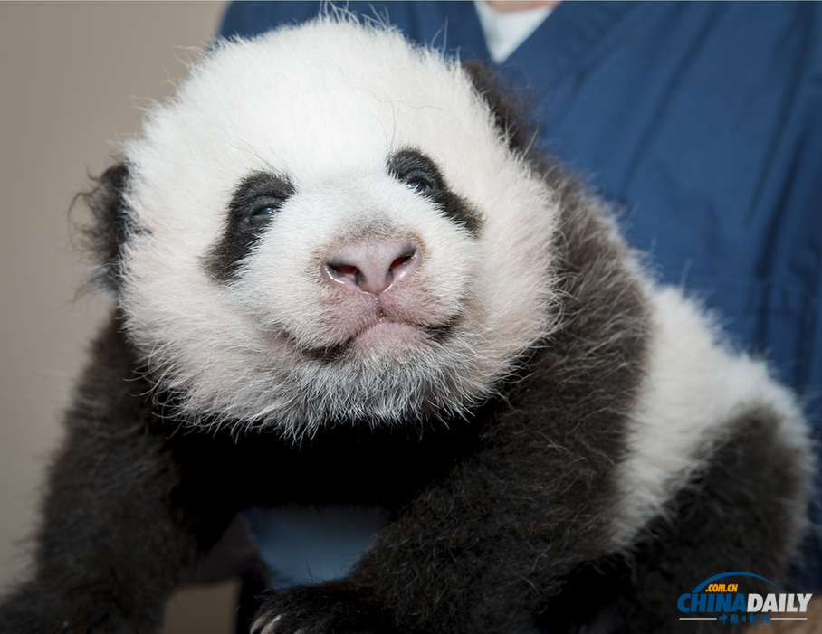 美国：旅美大熊猫诞下幼崽 动物园为其全球征名（组图）
