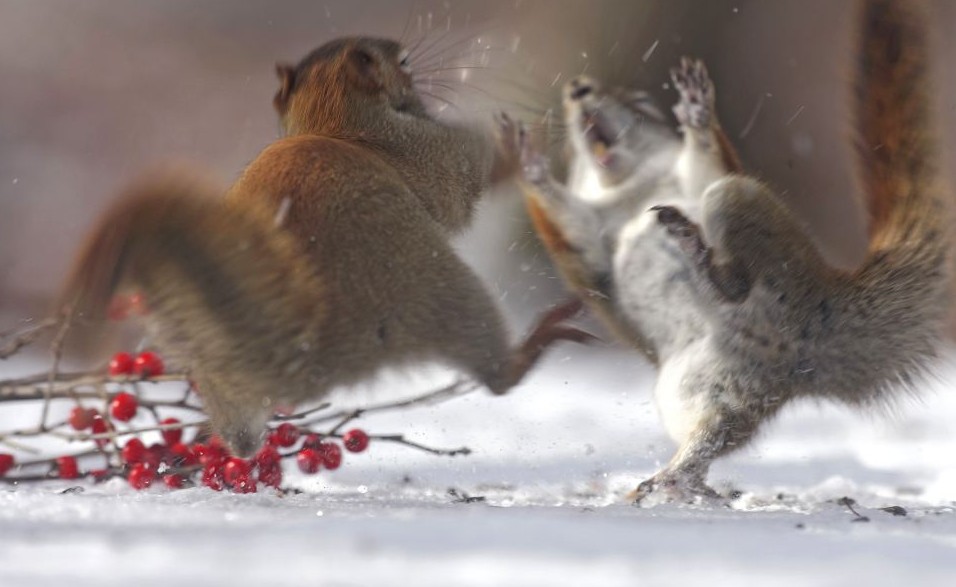 组图：白熊拆礼物松鼠打雪仗 小动物们的圣诞时刻