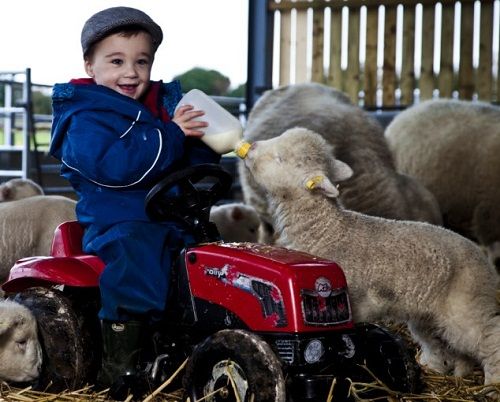 图：两岁男孩成英国最小牧人 可管六只羊
