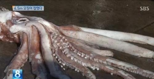 韩国釜山渔民捕获4.5米长巨型鱿鱼 引市民围观