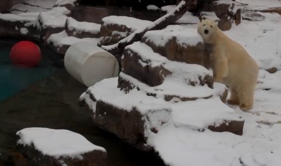 美国遭遇20年最冷冬天 芝加哥北极熊室内取暖