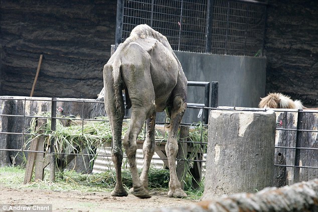 印尼动物园再爆丑闻 非洲狮被吊死在笼中