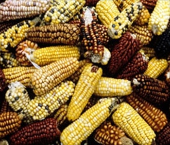 联合国粮农组织：2013年全球食品价格居高不下