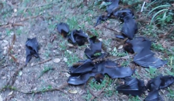 澳大利亚遭遇罕见高温天气 10万只蝙蝠被热死
