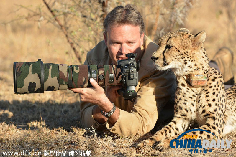 南非猎豹依偎在摄影师身边 好奇看取景器让摸头