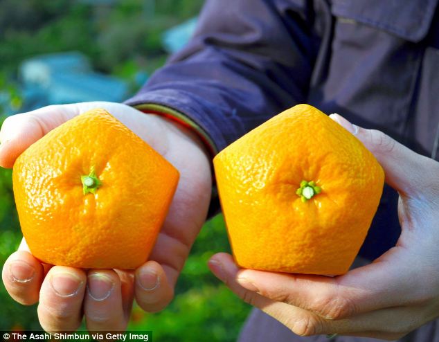 日本农民培育五角形橙子 因谐音吉利受追捧
