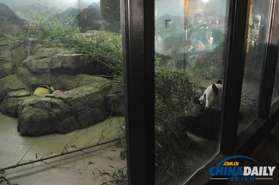 华盛顿动物园熊猫“宝宝”首次正式见公众