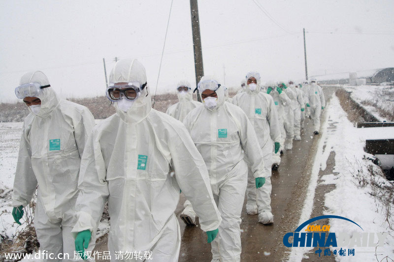 韩国官兵赴禽流感疫区开展宰杀工作