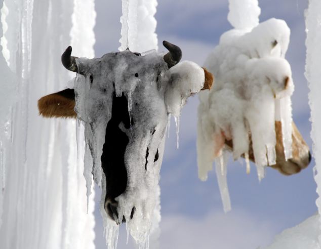 土耳其教授用牛头制作恐怖冰雕 呼吁反对校园暴力