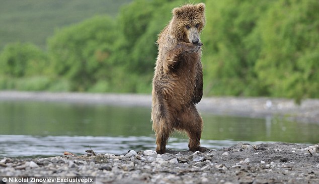 组图：俄罗斯棕熊见到姐妹兴奋异常 大跳江南Style