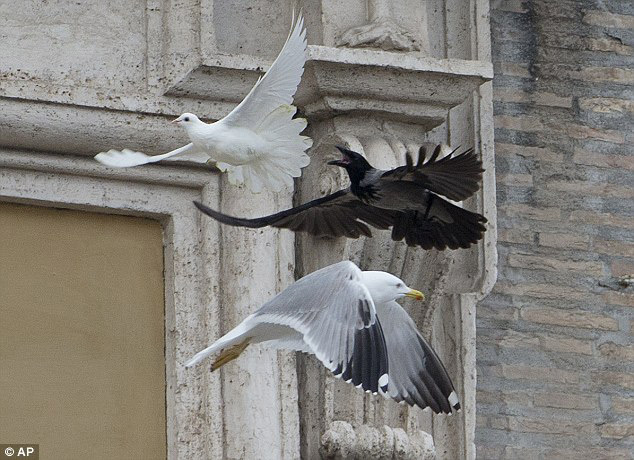教皇放飞和平鸽 海鸥乌鸦来偷袭