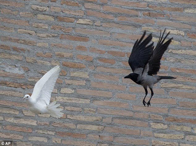 教皇放飞和平鸽 海鸥乌鸦来偷袭