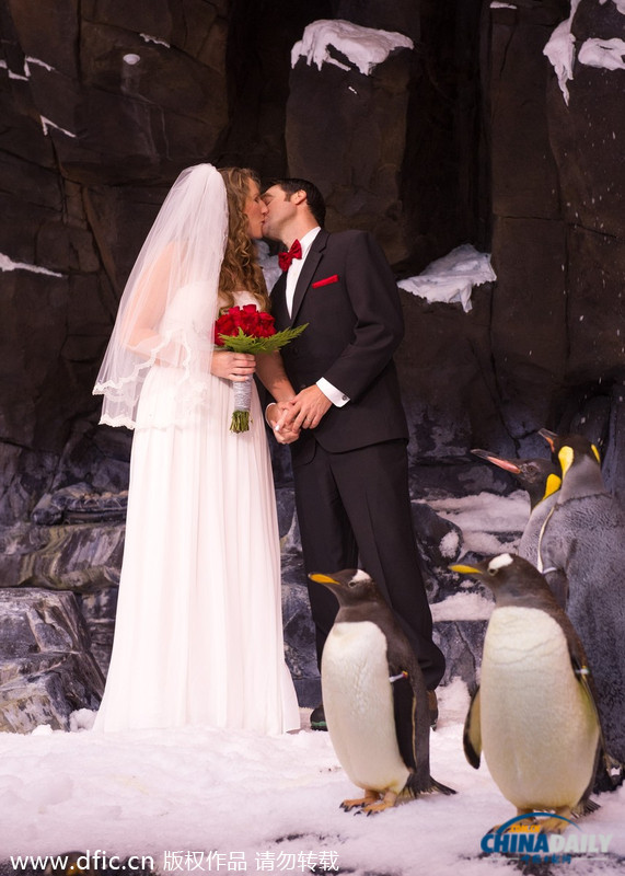 南极探险家情侣在250只企鹅见证下举行浪漫婚礼